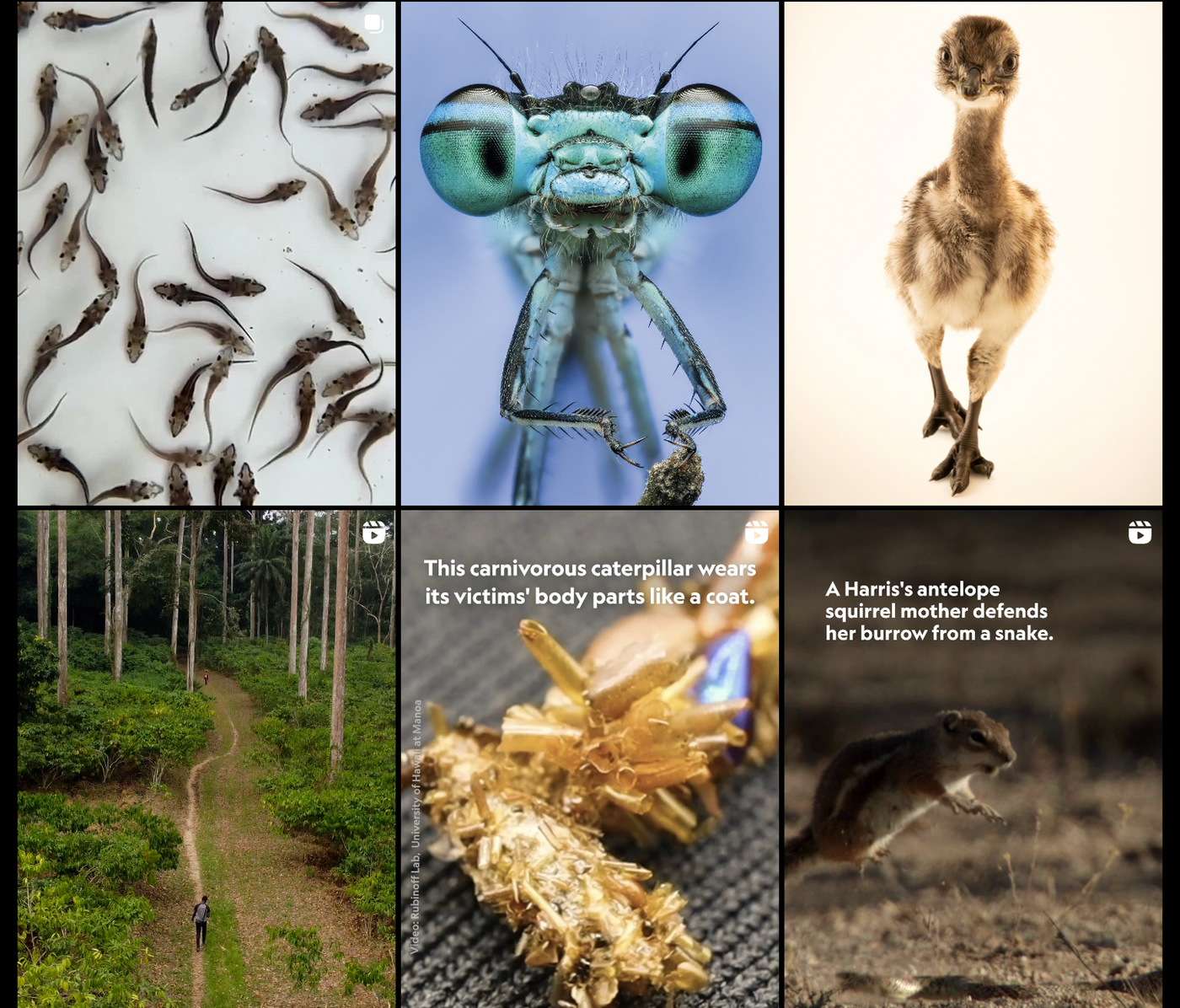 Various nature scenes: tadpoles on white, dragonfly close-up, fluffy bird, person walking in a forest, caterpillar with bodies, squirrel vs. snake.